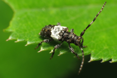 Pogonocherus hispidulus