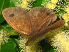 Ypthima motschulskyi