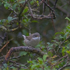 Curruca communis