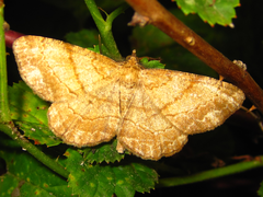 Polymixinia appositaria