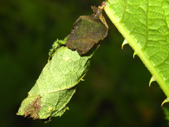 Compsapoderus erythropterus