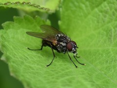 Hydrophoria lancifer