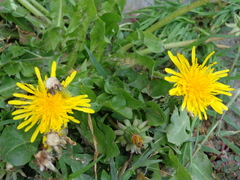 Taraxacum officinale