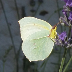 Gonepteryx cleopatra