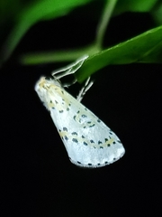 Philtraea monillata