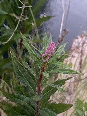 Chamaenerion angustifolium
