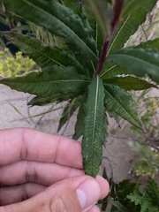 Chamaenerion angustifolium