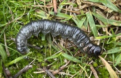 Oncopera rufobrunnea