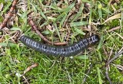 Oncopera rufobrunnea