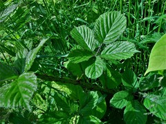 Rubus newbouldii