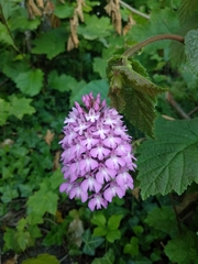 Anacamptis pyramidalis pyramidalis