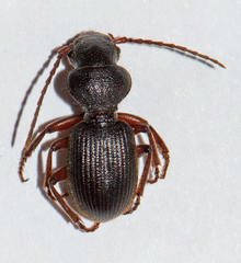 Odotoncarus robustus