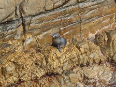 Arctocephalus forsteri