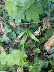 Anacamptis pyramidalis pyramidalis