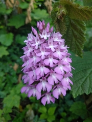 Anacamptis pyramidalis pyramidalis
