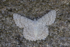 Pingasa rubimontana