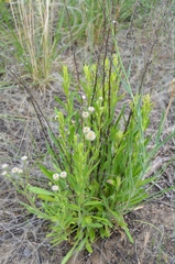 Erigeron acris podolicus