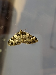 Xanthorhoe fluctuata