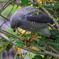 Rupornis magnirostris