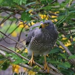 Rupornis magnirostris