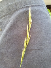 Bromus erectus
