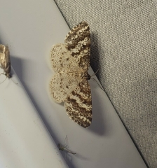 Eufidonia discospilata