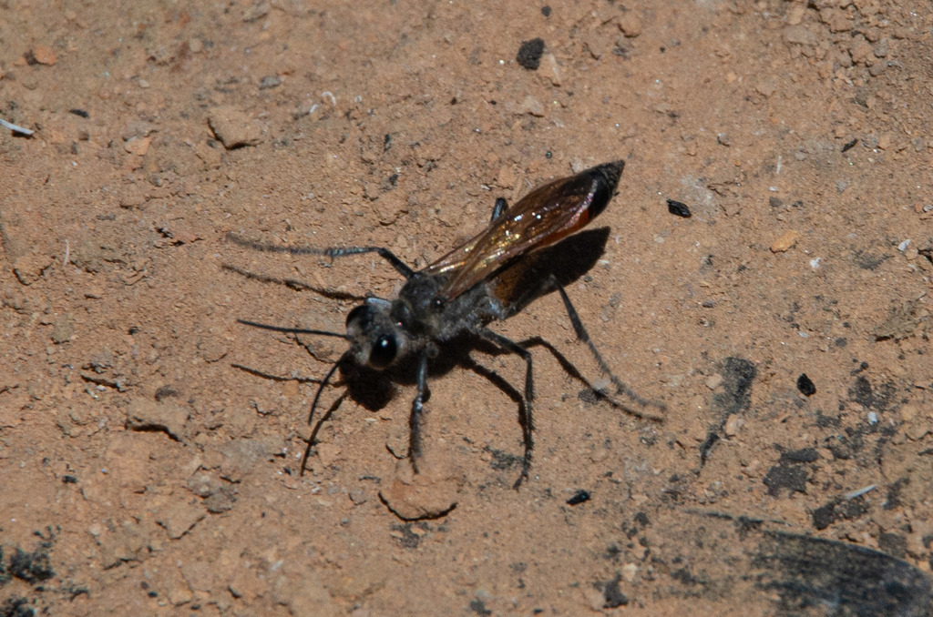 Tyde's Sand Wasp from Wonnangatta VIC 3737, Australia on November 07 ...