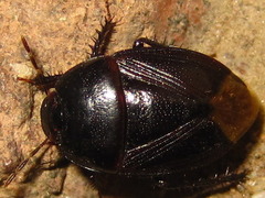 Macroscytus fraterculus