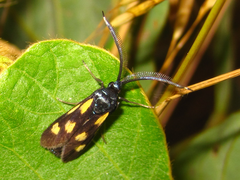 Balataea octomaculata