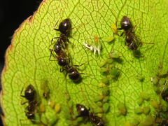 Lasius japonicus