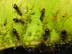 Lasius japonicus