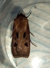Agrotis exclamationis