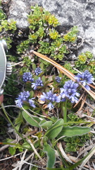 Polygala alpina