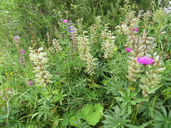 Lupinus polyphyllus