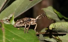 Acalolepta permutans