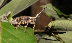 Acalolepta permutans