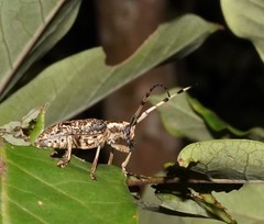Acalolepta permutans
