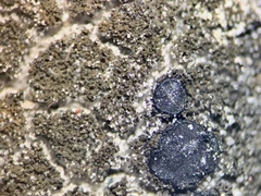 Placynthium asperellum