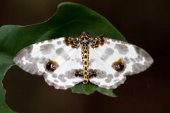 Abraxas amicula-illuminata