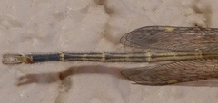 Brachynemurus blandus