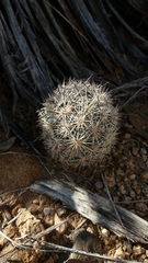 Escobaria alversonii