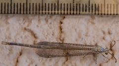 Brachynemurus blandus
