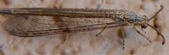 Brachynemurus blandus