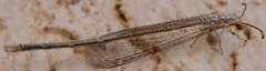 Brachynemurus blandus