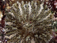 Actinostella bradleyi