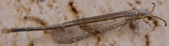 Brachynemurus blandus