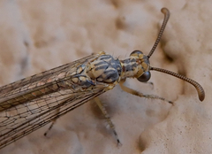 Brachynemurus blandus