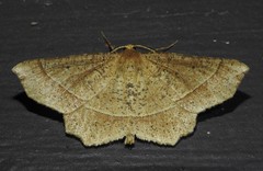 Euchlaena tigrinaria