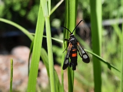 Synanthedon culiciformis