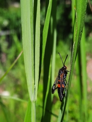 Synanthedon culiciformis